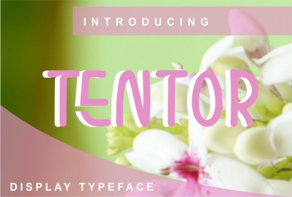 Tentor Display Font for Modern Brand Identity
